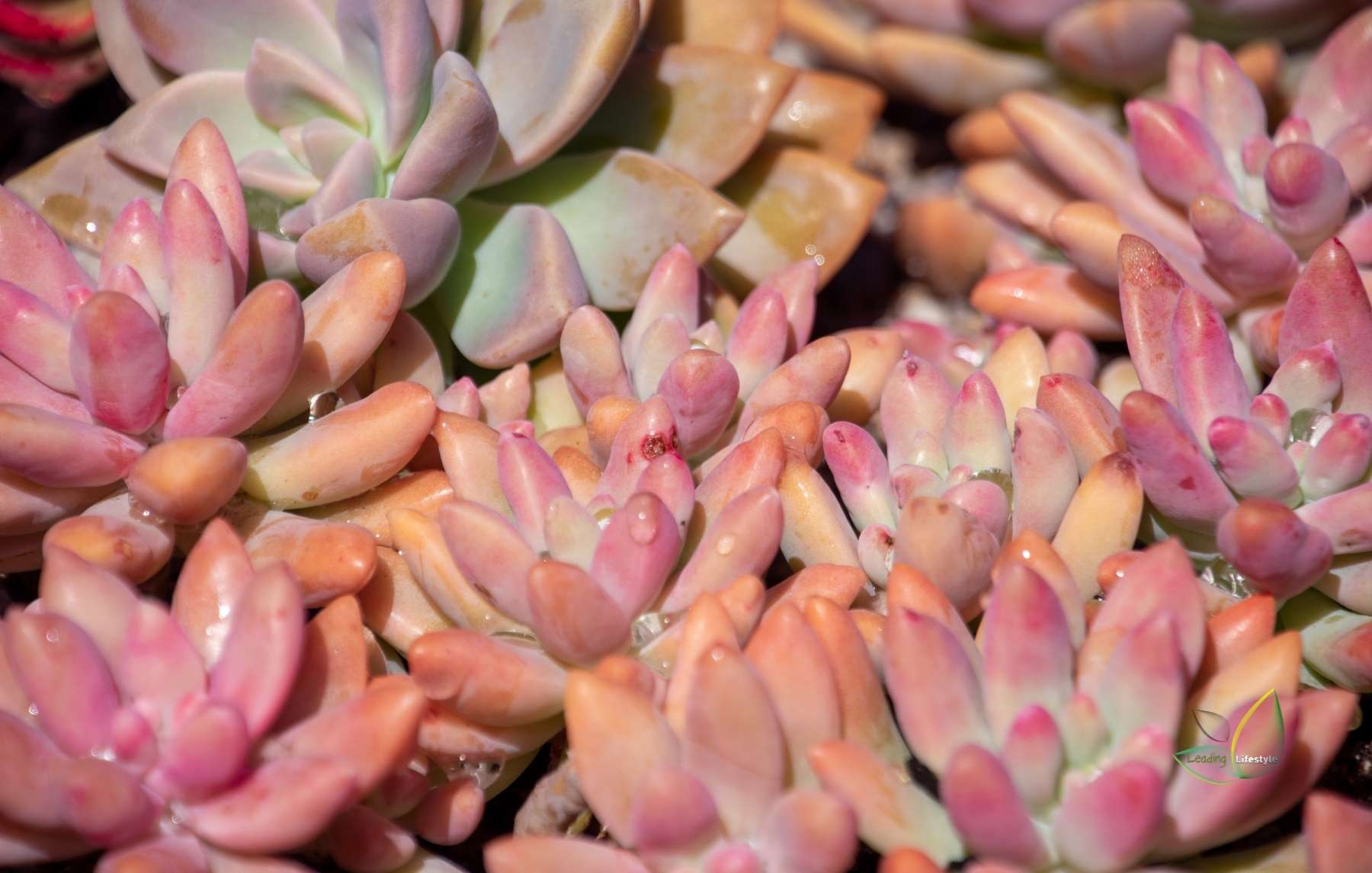 Pink succulents