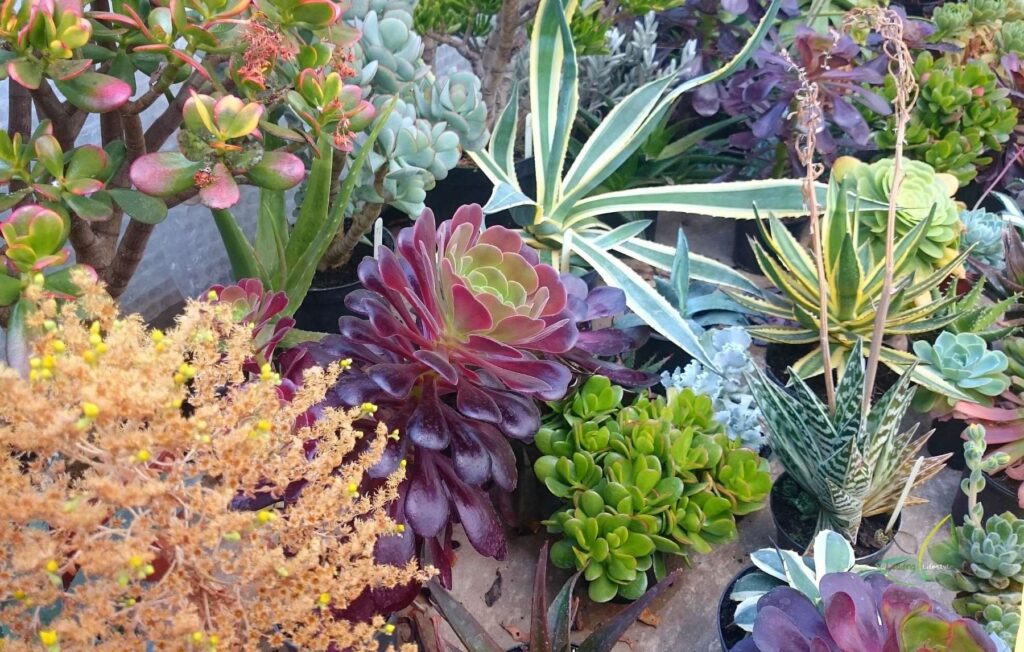 Succulents shape and cplor Leading Lifestyle PathosBay