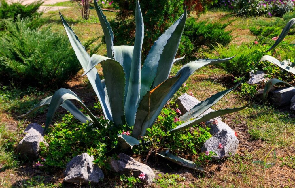 Agave tequilana (Blue Agave) Leading Lifestyle PathosBay