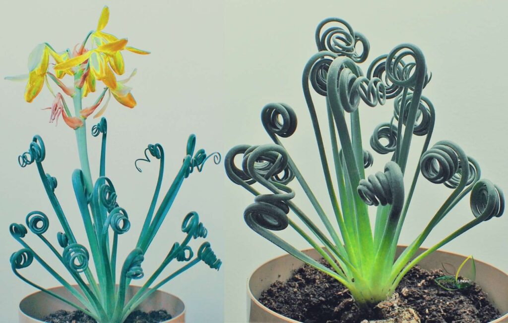 Albuca Spiralis- Frizzle Sizzle Plant