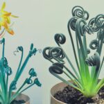 Albuca Spiralis Frizzle Sizzle plant guide