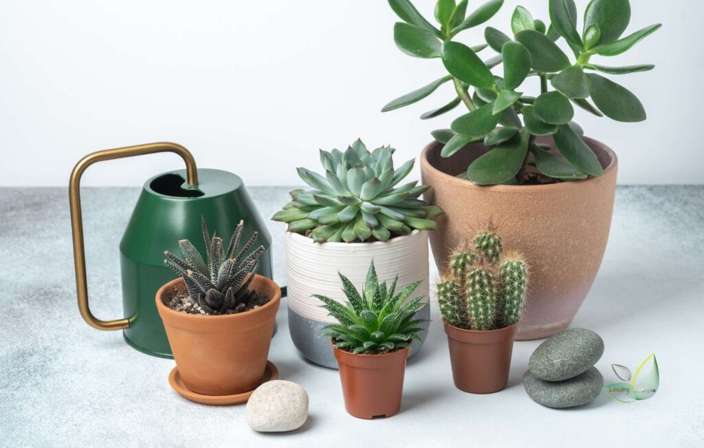Best Succulents to grow indoors Leading Lifestyle PathosBay