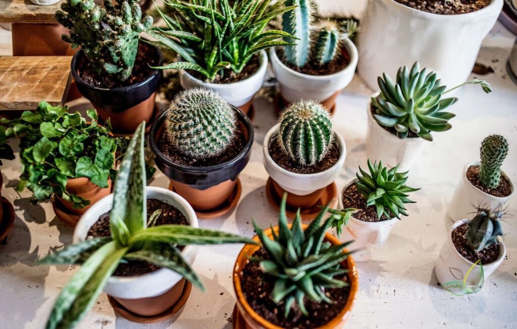 Best Succulents to Grow Indoors Leading Lifestyle