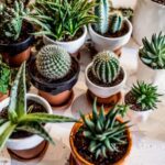 Best Succulents to Grow Indoors Leading Lifestyle
