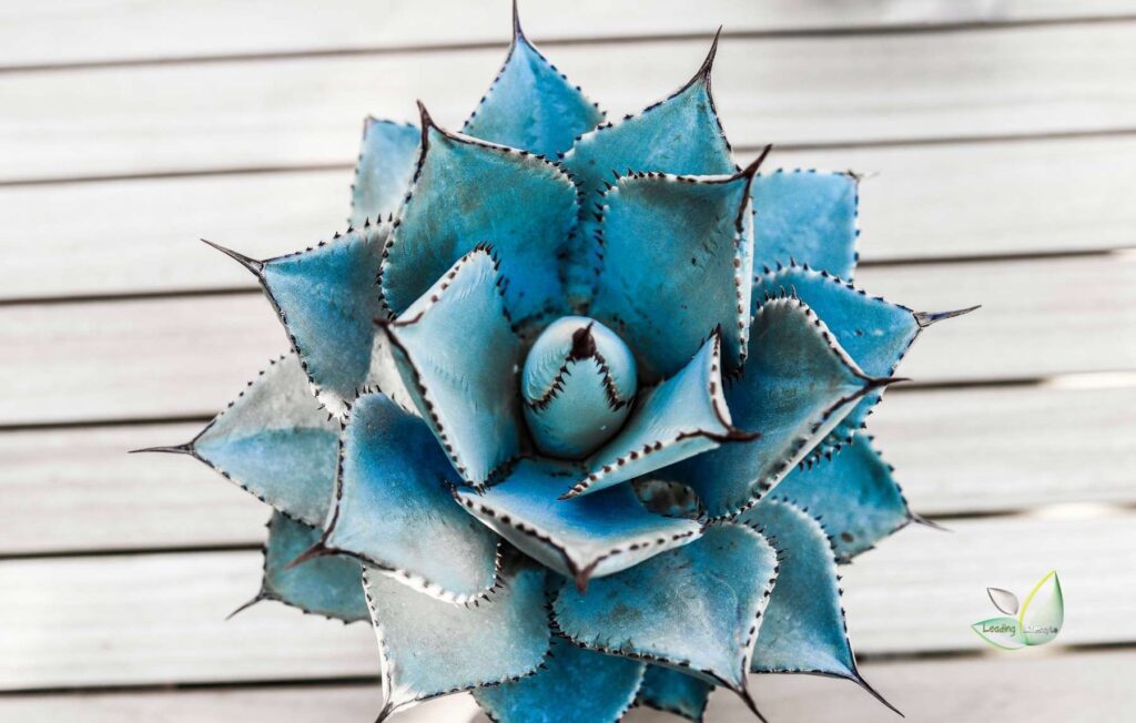 Blue Succulents Cover Leading Lifestyle PathosBay