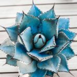 The Gorgeous Blue Succulents – Revealed!
