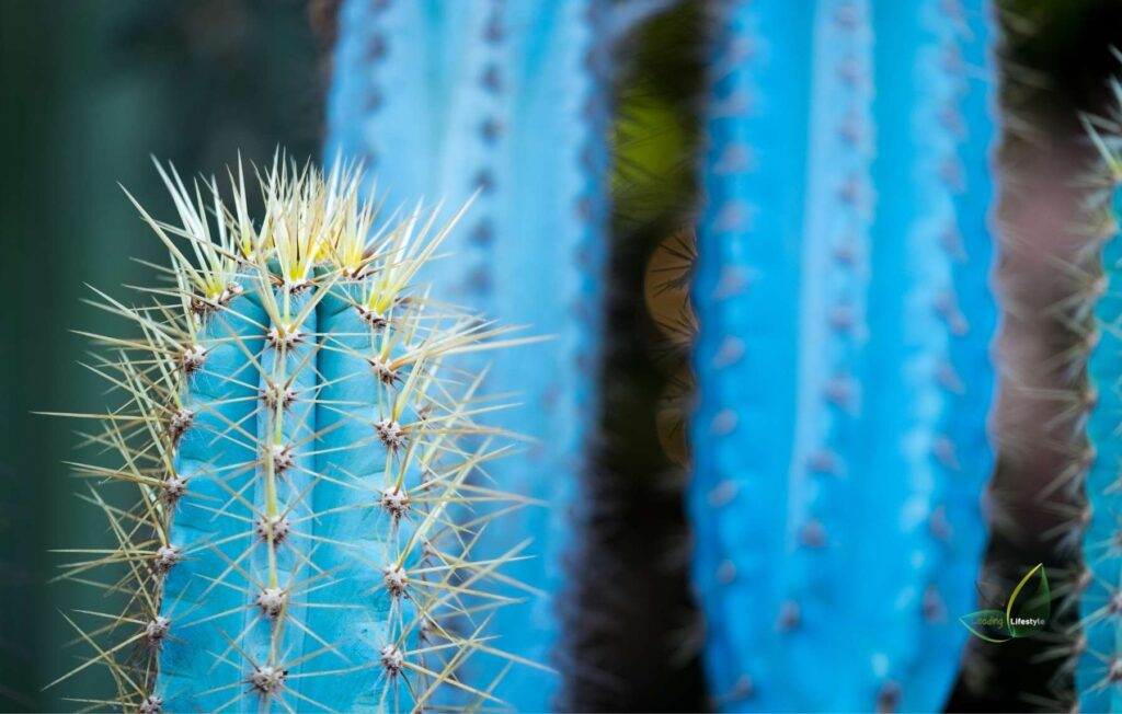 Blue Torch Cactus (Pilosocereus Azureus) Leading Lifestyle PathosBay