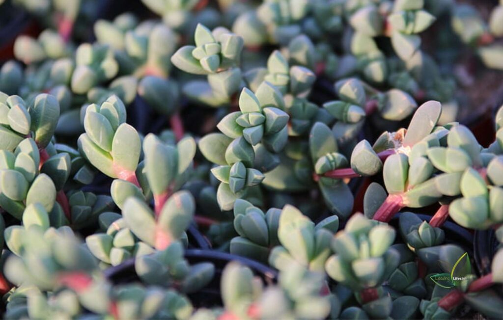 The Gorgeous Blue Succulents – Revealed!