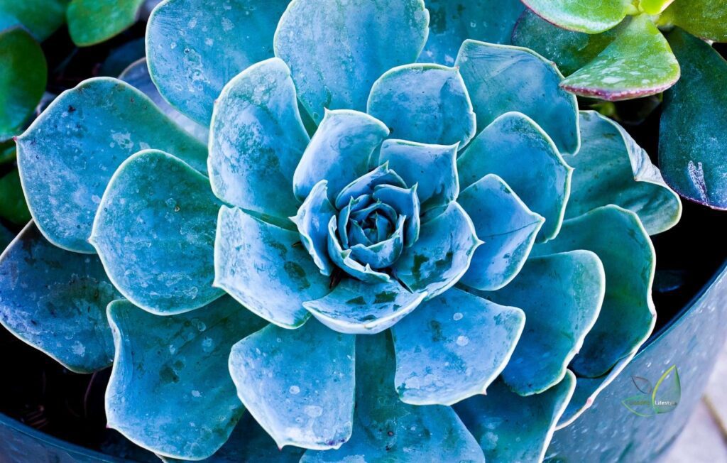 The Gorgeous Blue Succulents – Revealed!