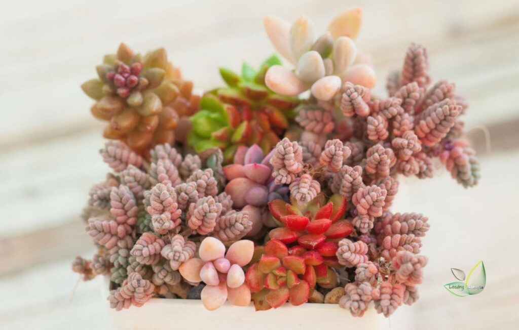 Moonstone pair with other succulents Leading Lifestyle PathosBay