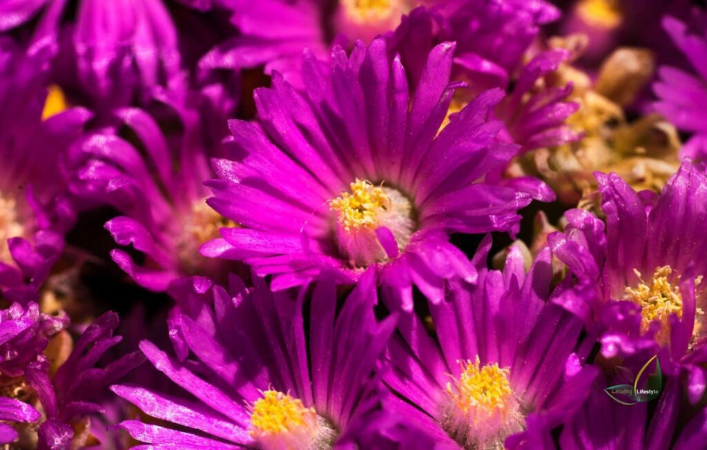 Oscularia Deltoides ’Pink Ice Plant’ with flower Leading Lifestyle PathosBay