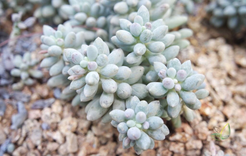 Outdoor moonstone succulent Leading Lifestyle PathosBay