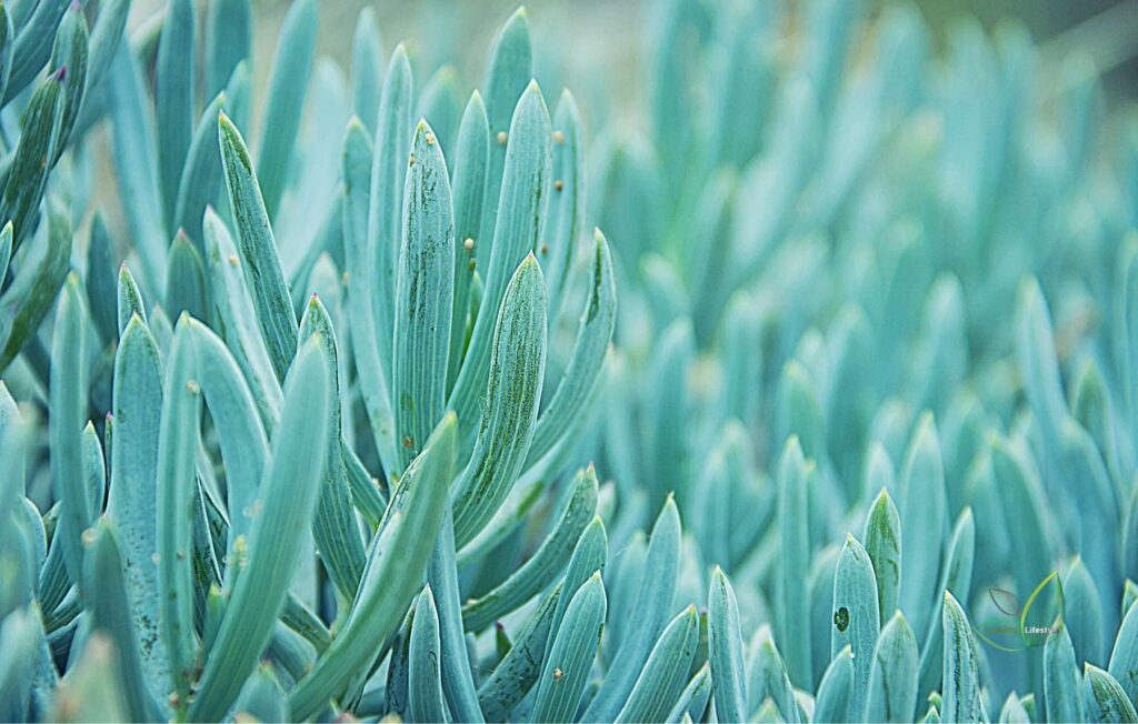 The Gorgeous Blue Succulents – Revealed!