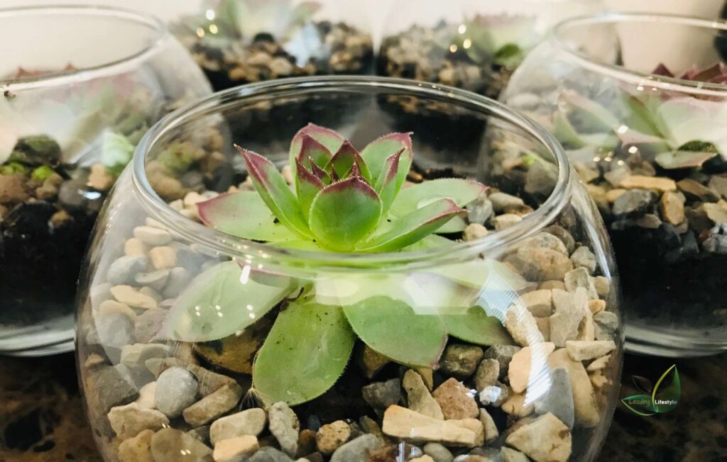 Succulent in glass bowl Leading Lifestyle PathosBay