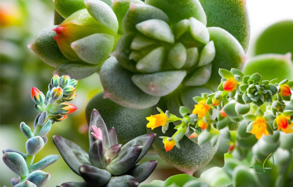 succulents with flowers
