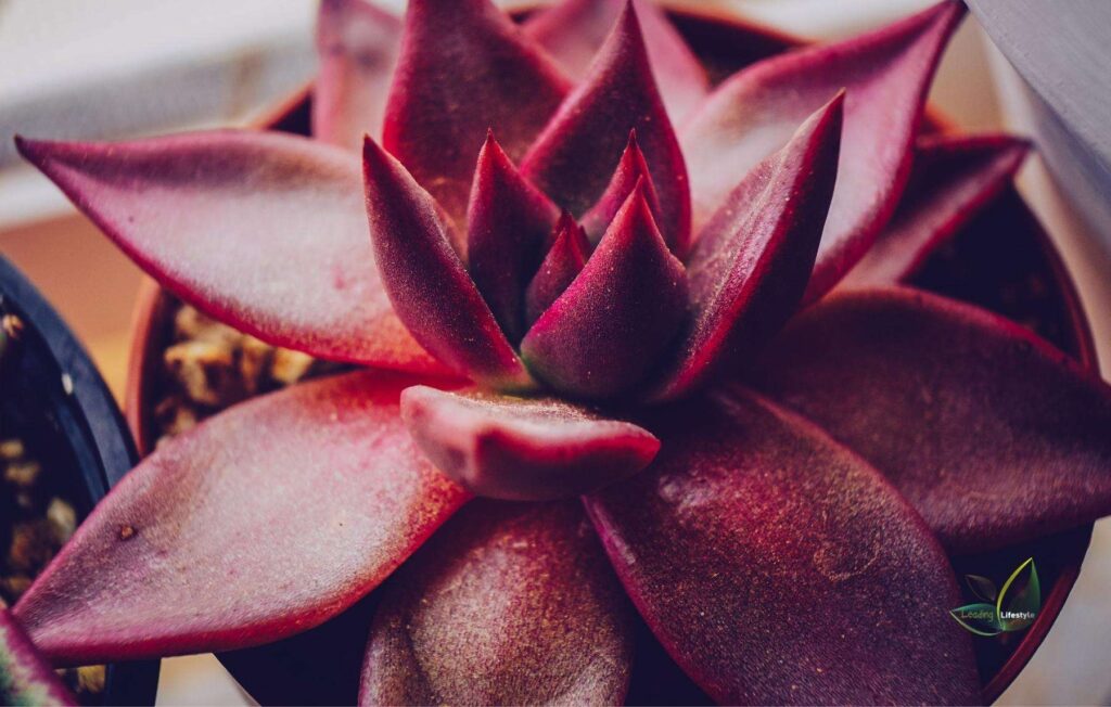 Red succulents