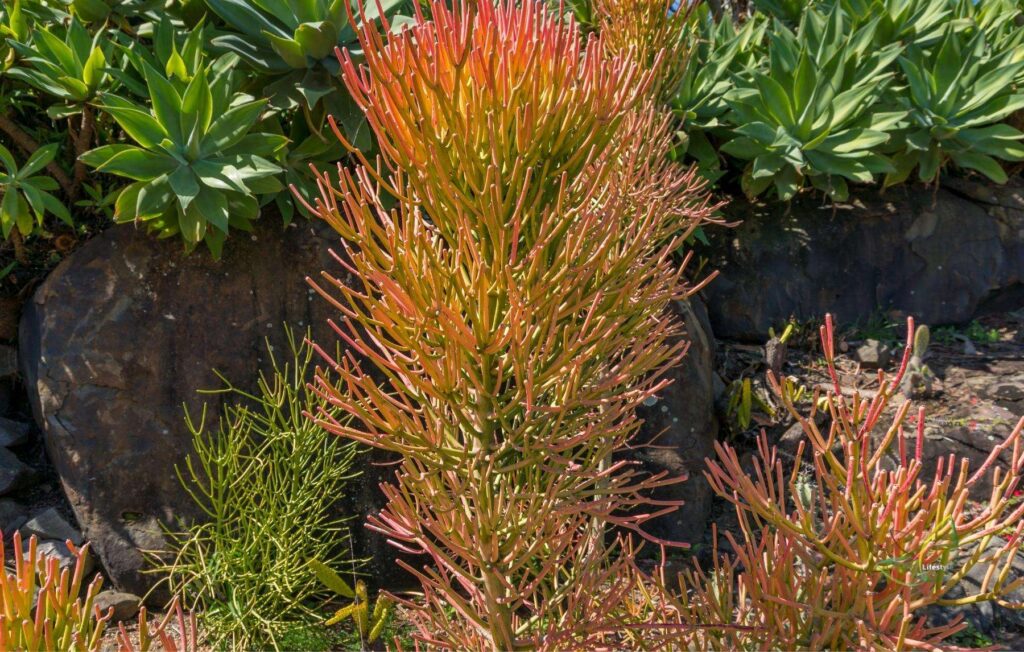 Euphorbia Tirucalli' Firesticks'