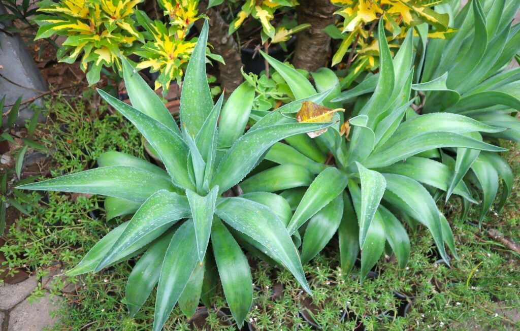 Fox Tail Agave (Agave Attenuate)