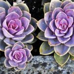 Gorgeous Large Succulents