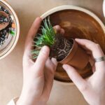 How To Care For Succulents