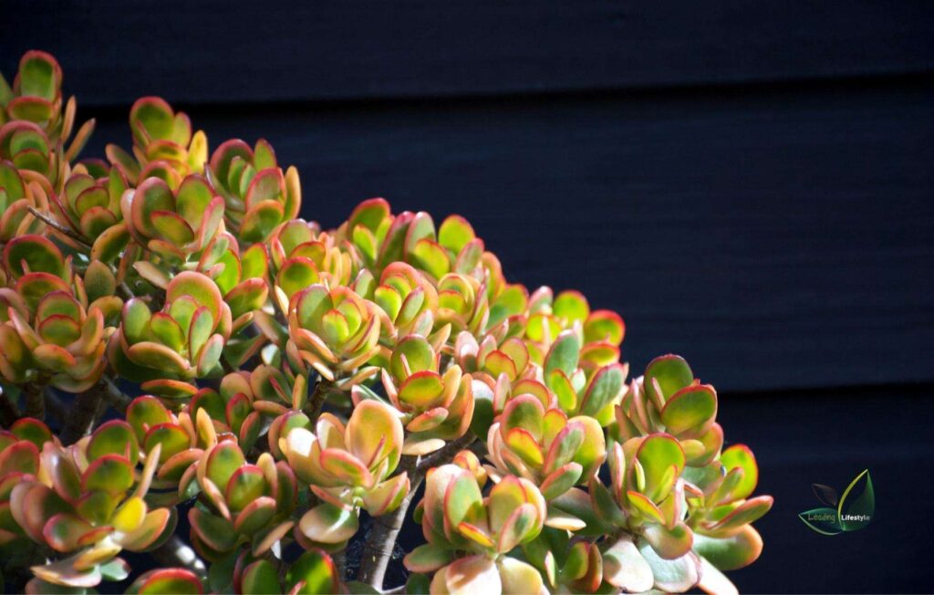 Succulents That Don’t Need Sun
