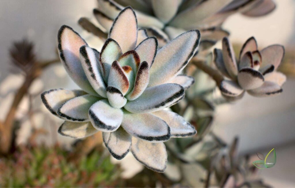 Succulents That Don’t Need Sun