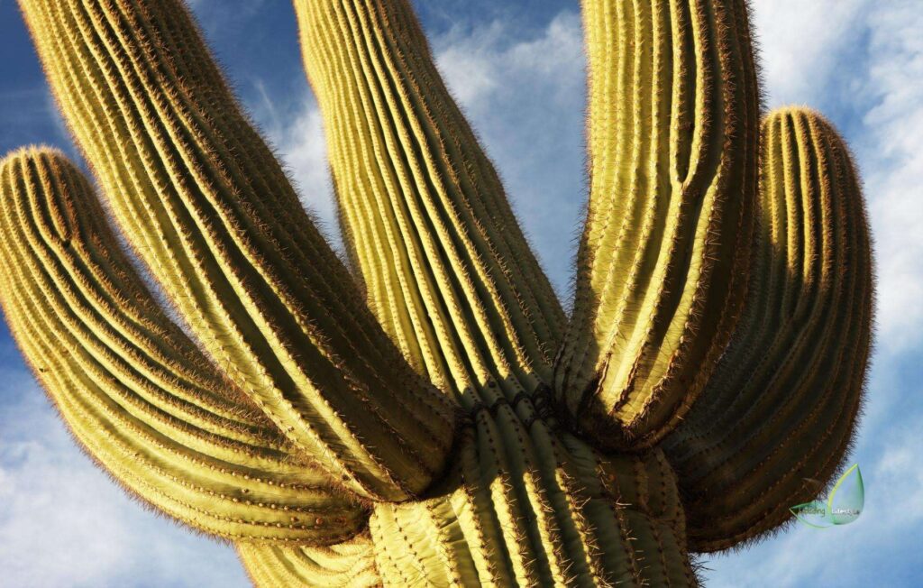 Saguaro (Carnegiea Gigantea) (1)