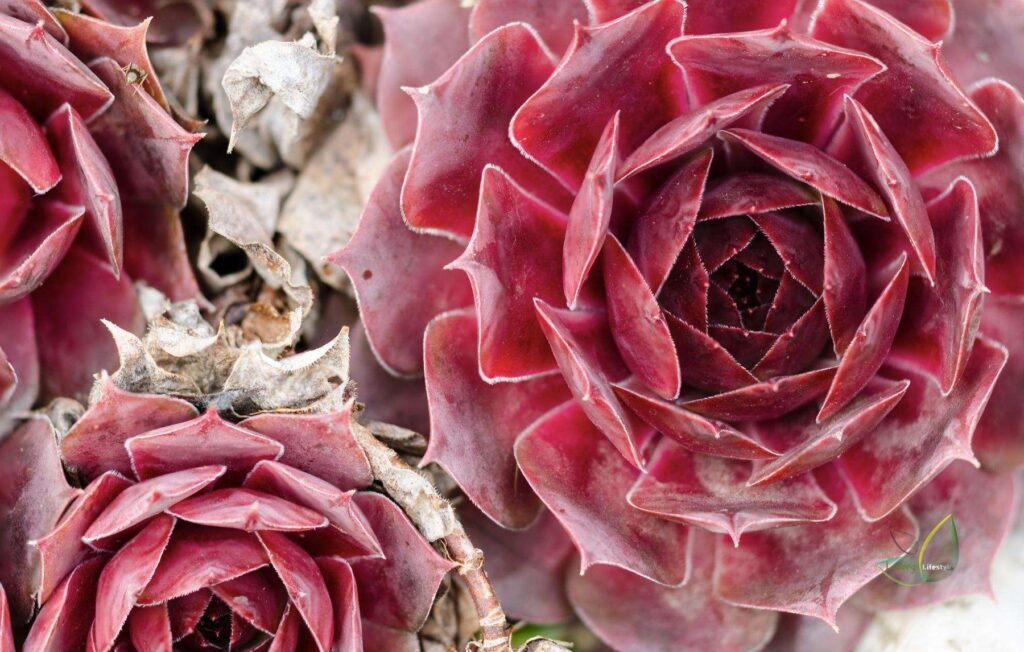 Red succulents