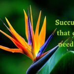 Succulents that don't need sun