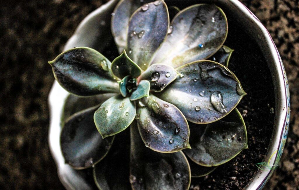 Overwatered succulents have mushy, delicate leaves