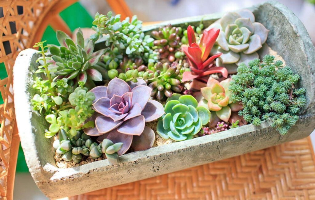 best succulents to pair together