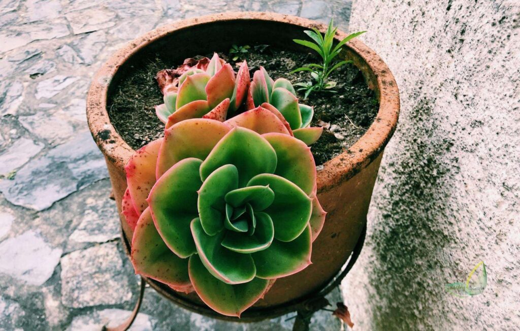 how often to water succulents