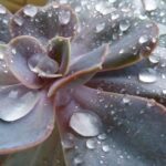 how often to water succulents