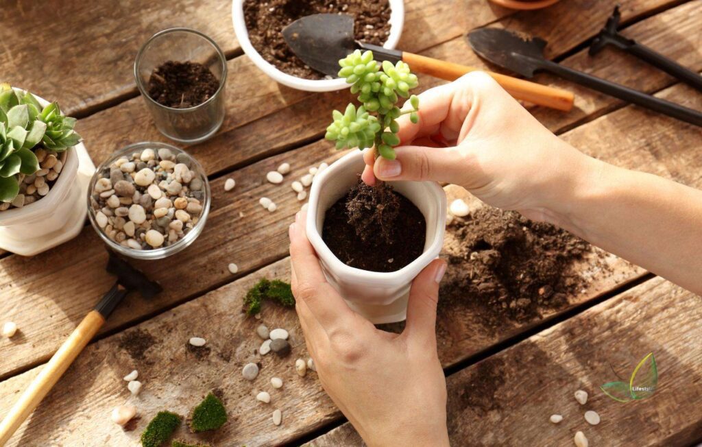 Succulent being replanted in a fresh succulent soil mix