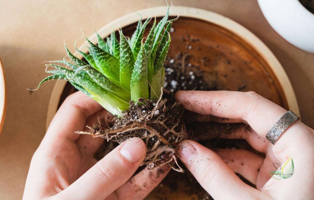 Succulent roots cleared of old soil during replanting