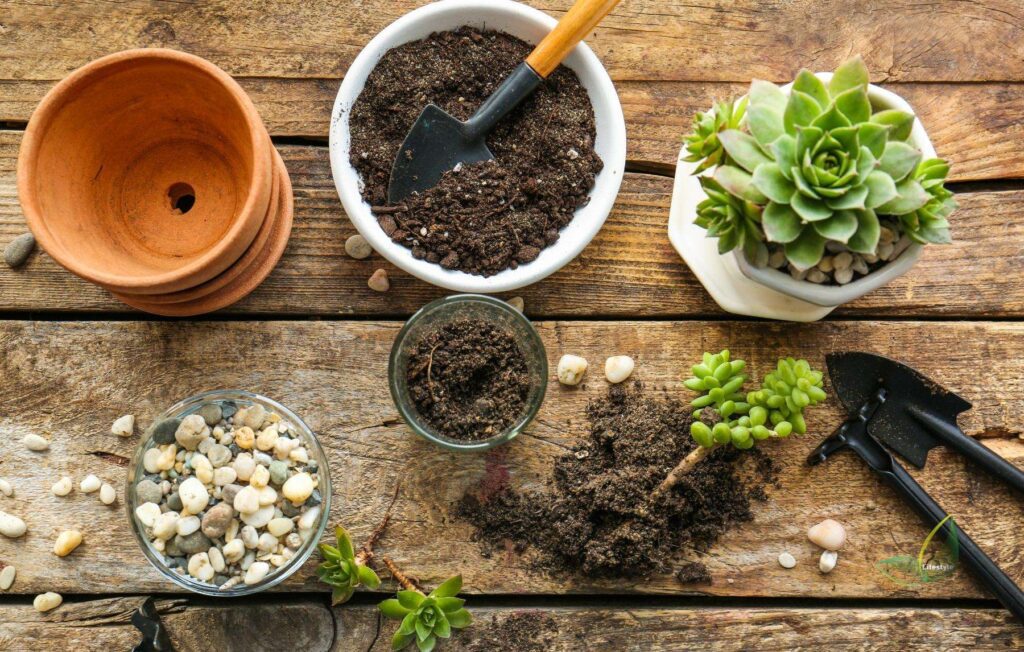 Loosened roots of a succulent during transplanting