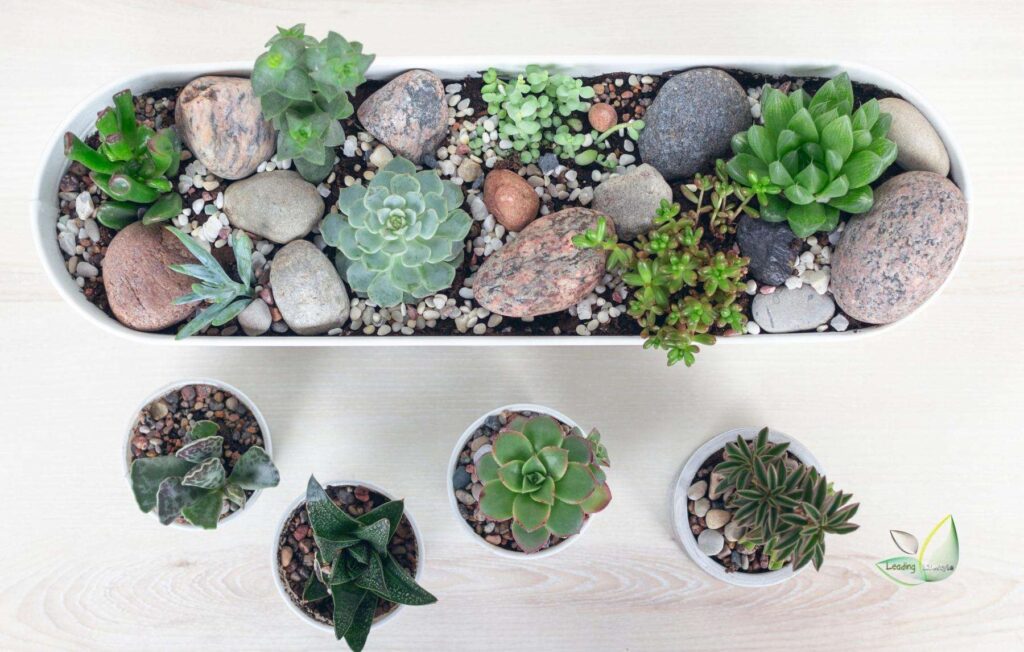 Drainage is even more important now than in the summer because your plant will take less water, and it will take longer to dry out. There might not be enough sunlight for your succulents to grow in the winter. You might have to move them to a windowsill to get enough light for them to grow. It is unnecessary to move your succulents because they're already on a windowsill, as they already receive the right amount of light for that season.