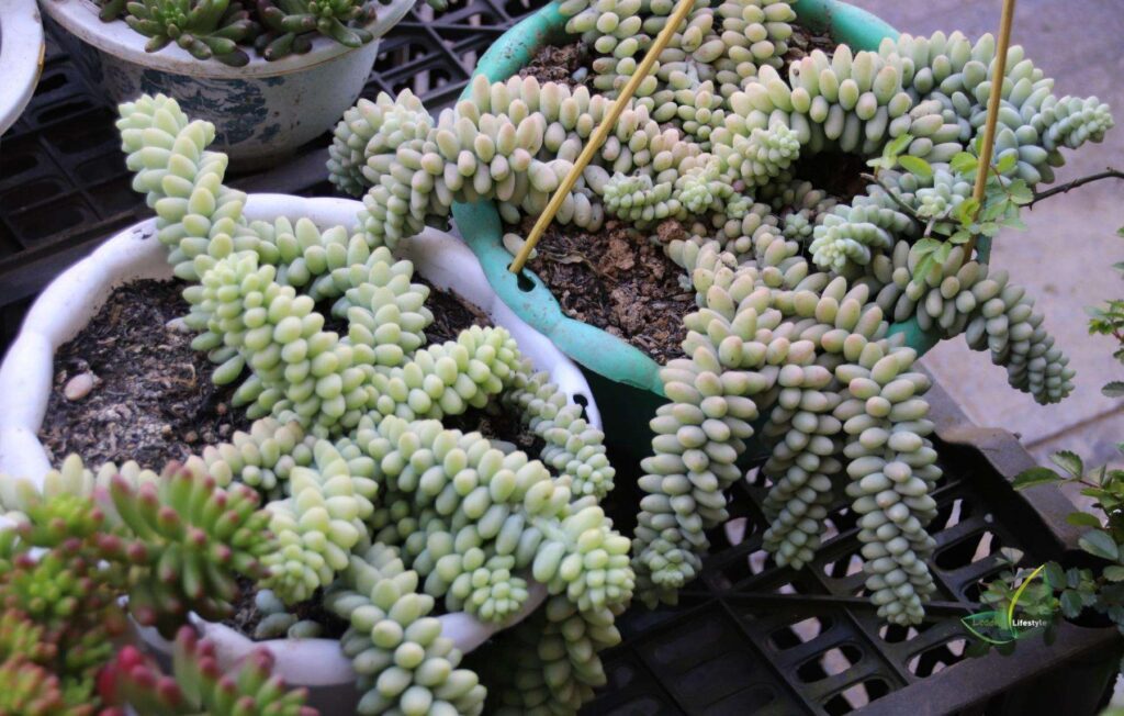 Donkey Tail Succulent indoor (1)