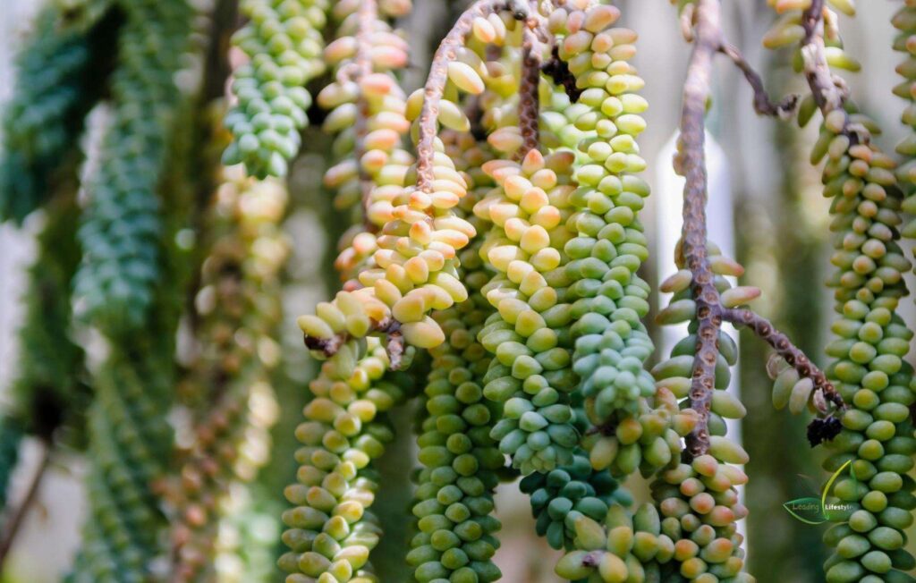 Donkey Tail Succulent outdoor (1)