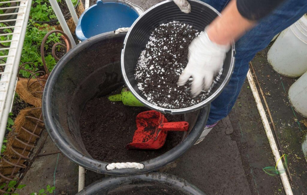 Mixing perlite with potting soil for succulents