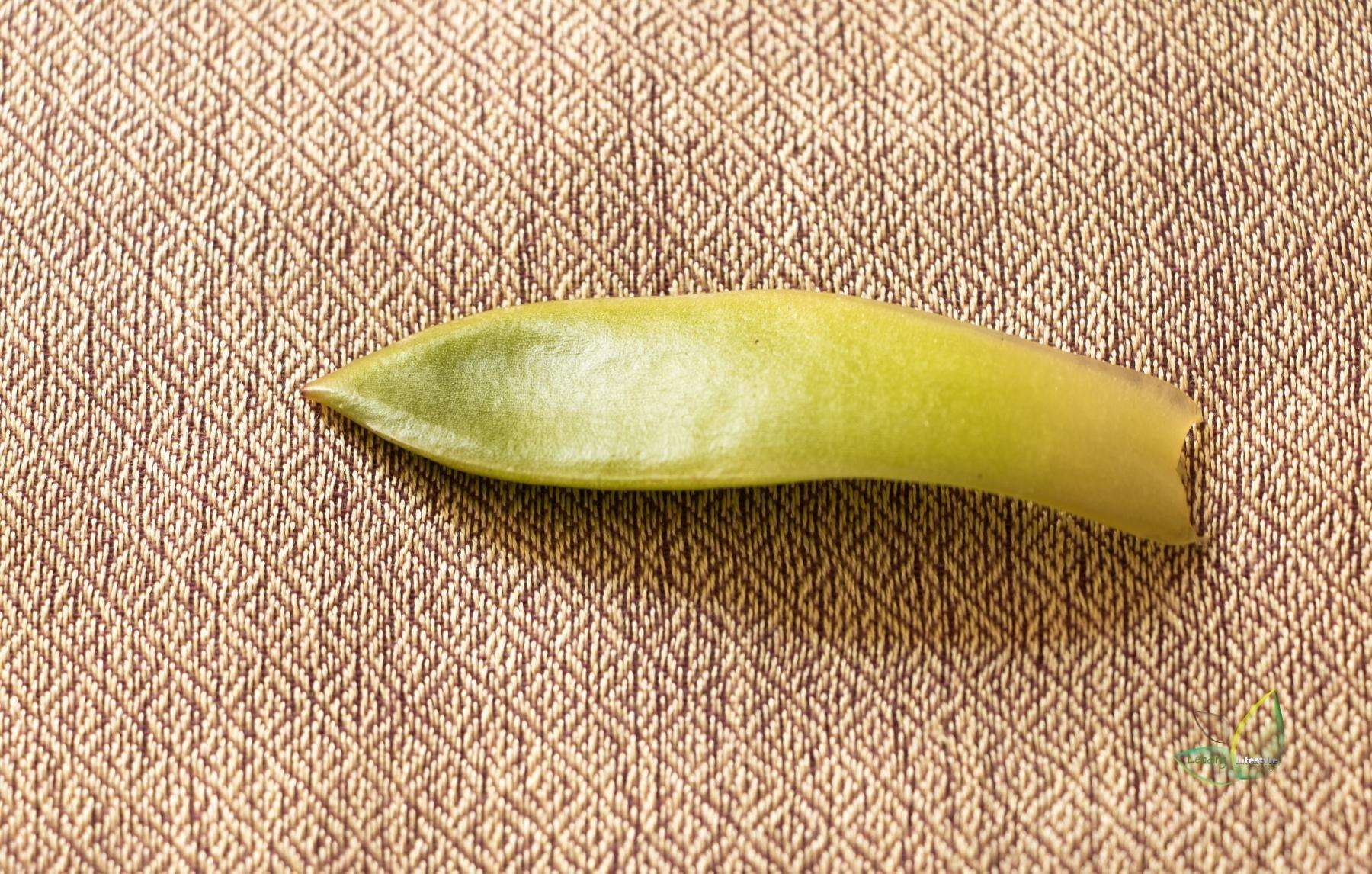 Propagating succulent from Cutting
