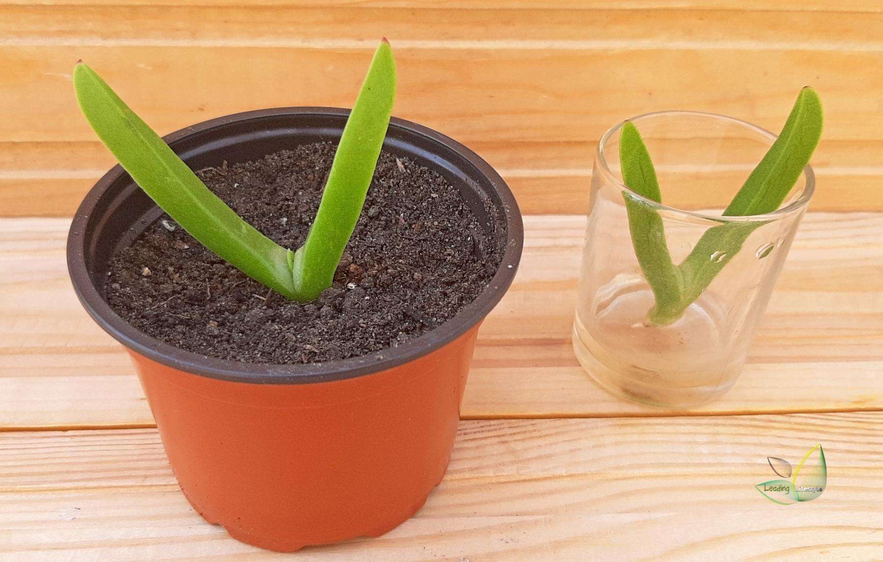 Propagating succulent in water (1)