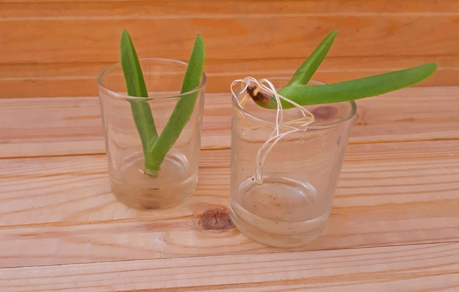 Propagating succulent in water