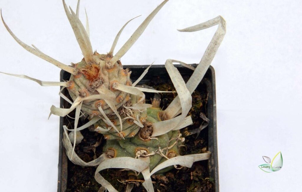 Tephracactus Articulatus— Paper Spine Cactus