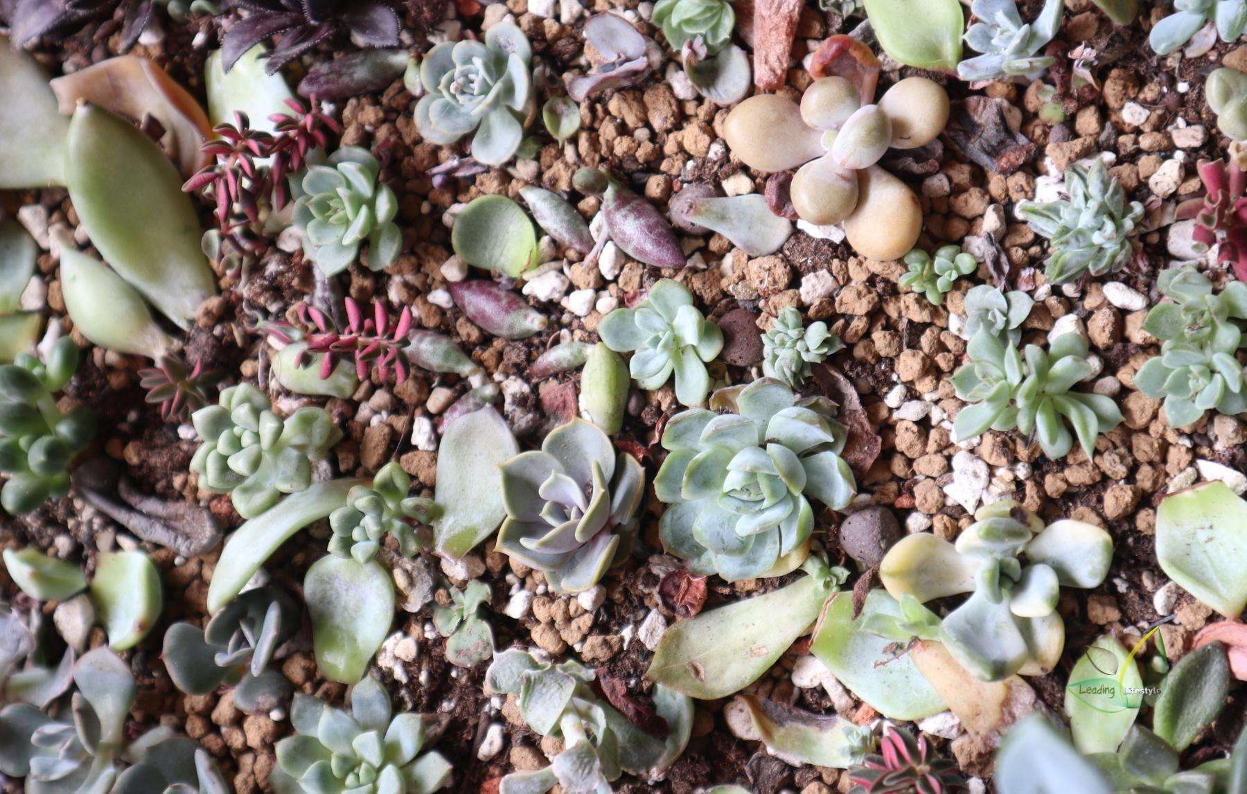 The ideal soil for your succulent (1)