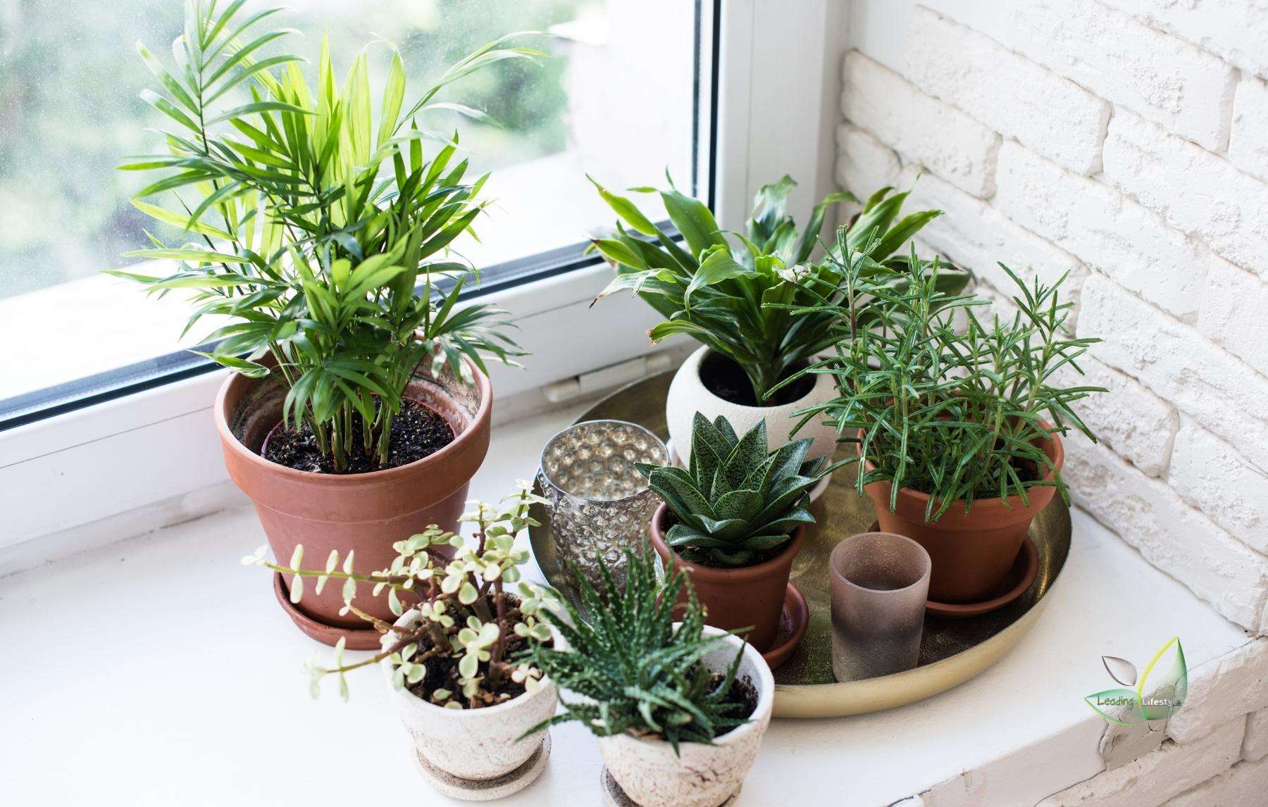 brighter location succulent indoors (3)