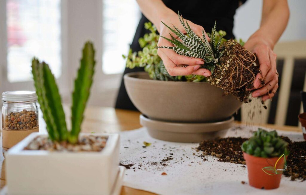how to care for a succulent indoors