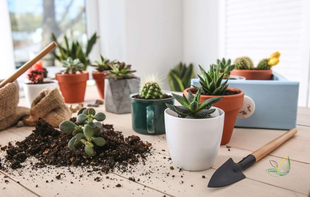 potting soil for succulents