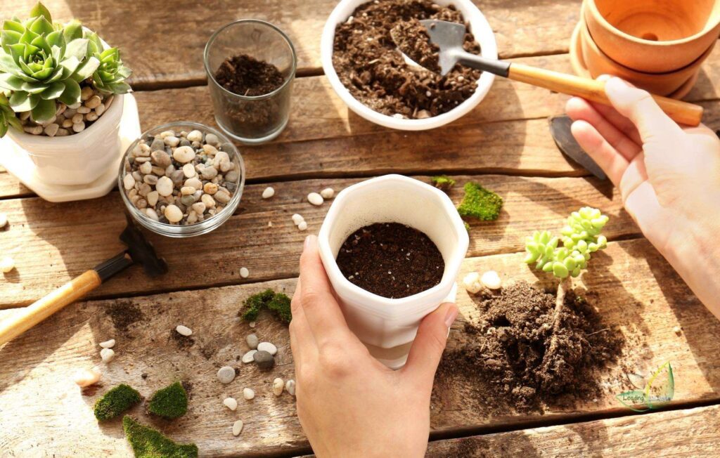 potting soil for succulents