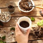 Potting Soil For Succulents
